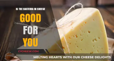 Cheese Bacteria: Uncovering the Surprising Health Benefits of Fermented Dairy