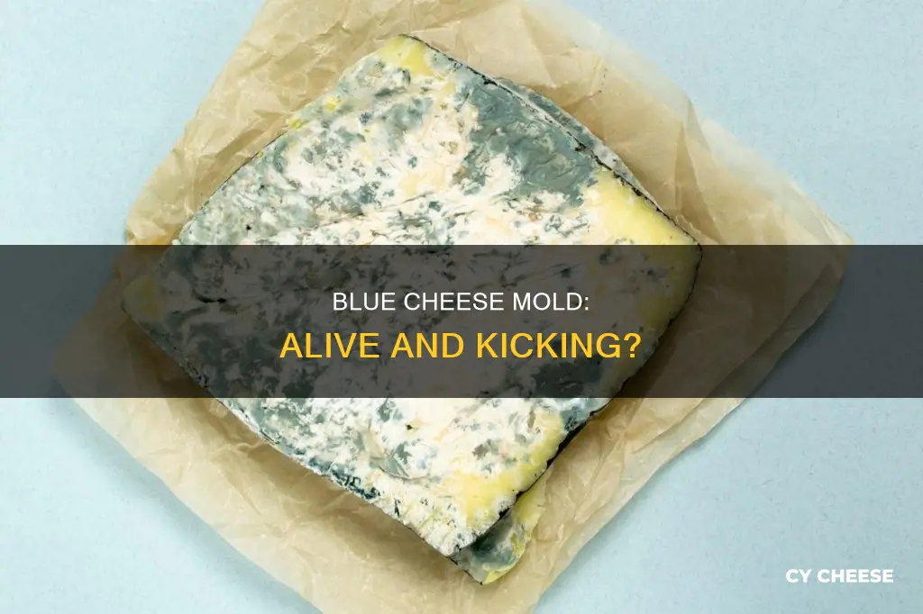 is the mold in blue cheese alive