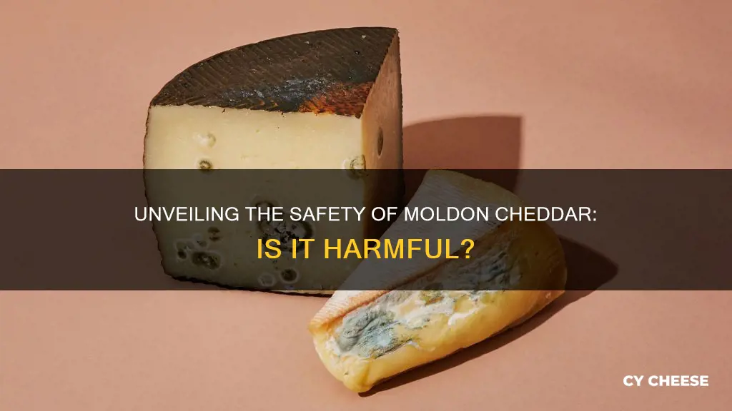 is the moldon cheddar cheese harmful