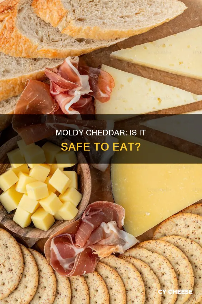 is the moldon cheddar cheese harmful