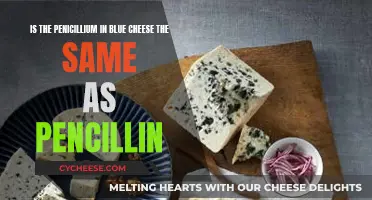 Blue Cheese Mold: A Natural Penicillin Source?