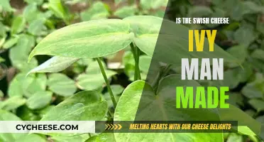 Cheese Connoisseurs: Is Swish Cheese Ivy Natural or Artificial?