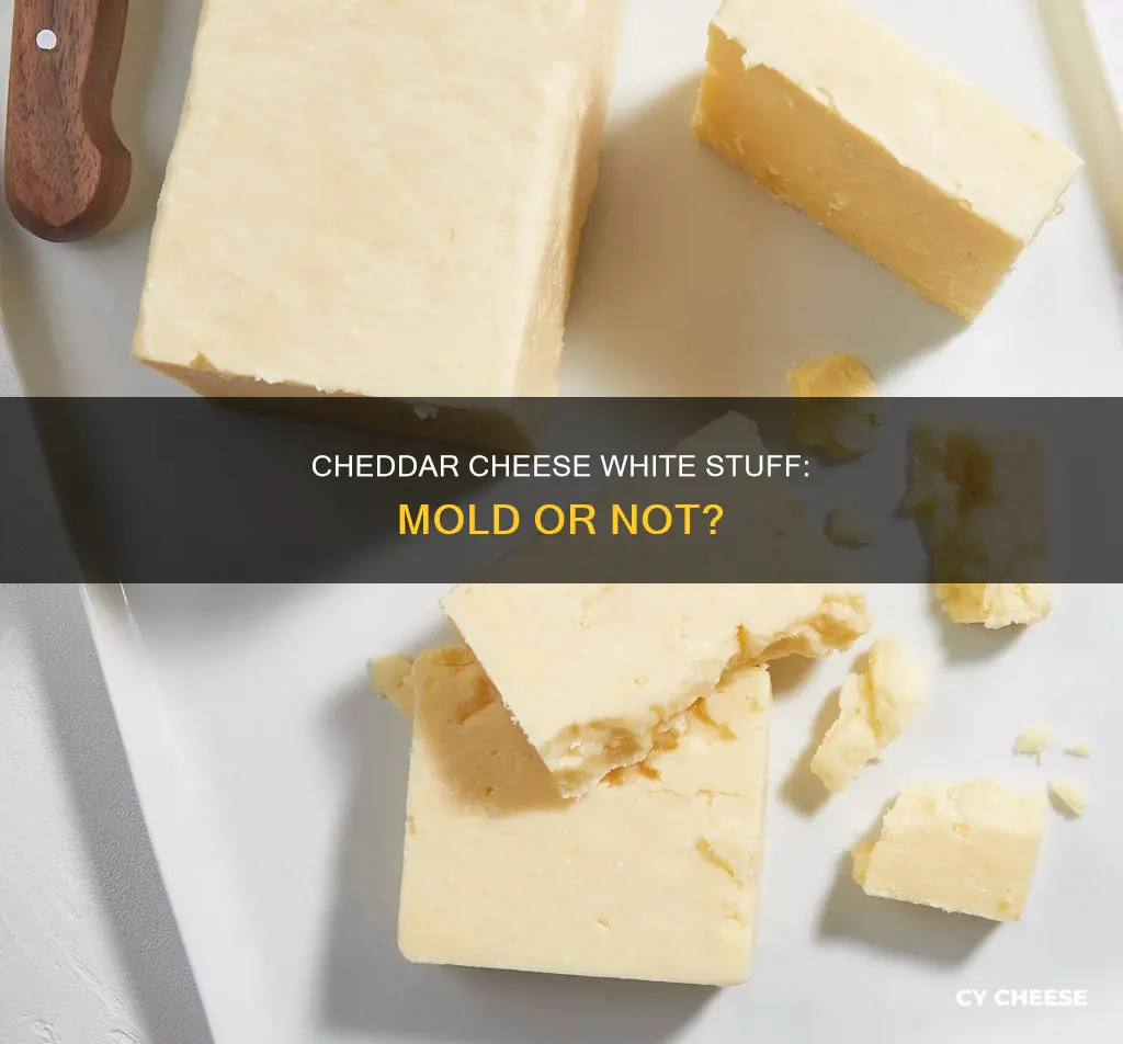 is the white stuff on cheddar cheese mold