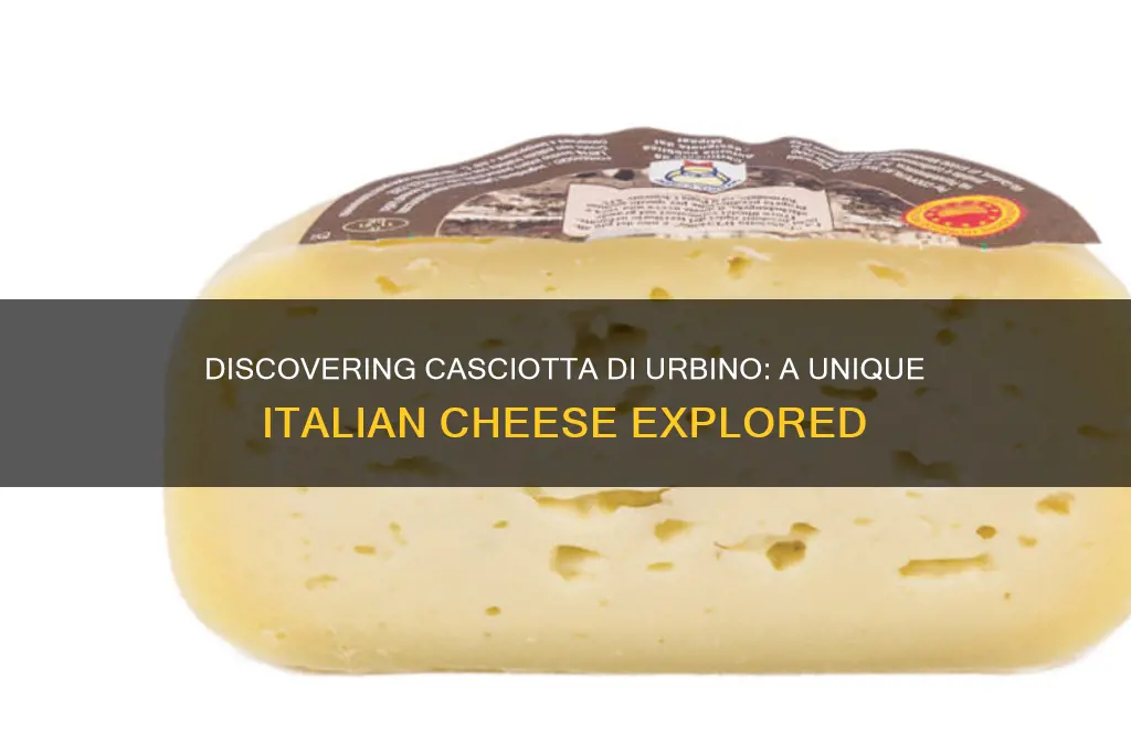is there a cheese called casciotta di urbino