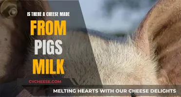 Exploring the Possibility of Pig Milk Cheese