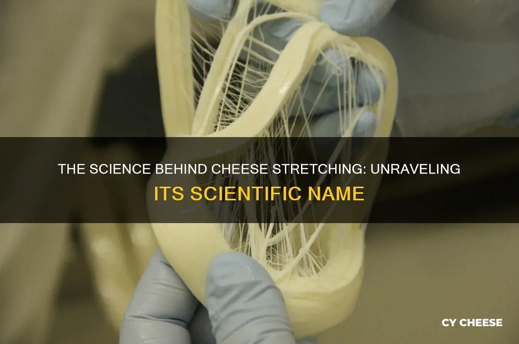 is there a scientific name for cheese stretching