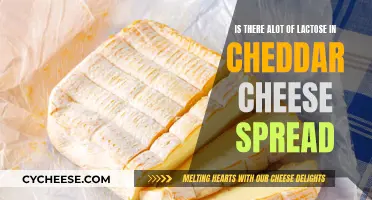 Cheddar Cheese Spread: Lactose Levels and Sensitivity