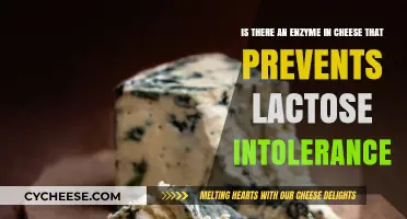 Cheese Enzyme: A Lactose Intolerance Solution or Myth?