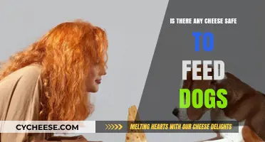 Can Dogs Eat Cheese? Safe Options and Risks Explained