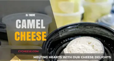 Camel Cheese: A Rare Dairy Delight or Myth?