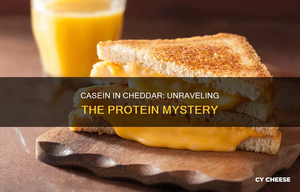 is there casein in cheddar cheese