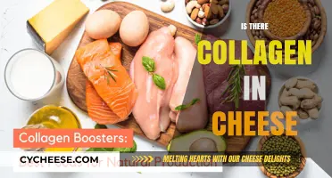 Does Cheese Contain Collagen? Unraveling the Dairy Protein Mystery