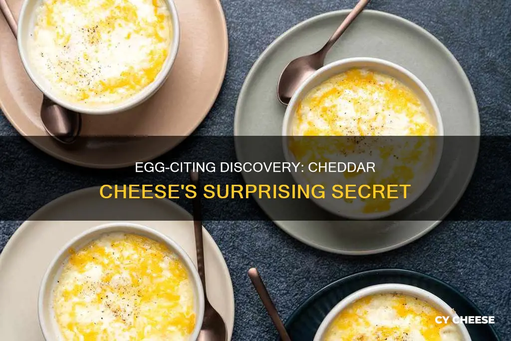 is there egg in cheddar cheese