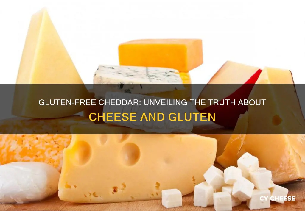 is there gluten in cheddar cheese