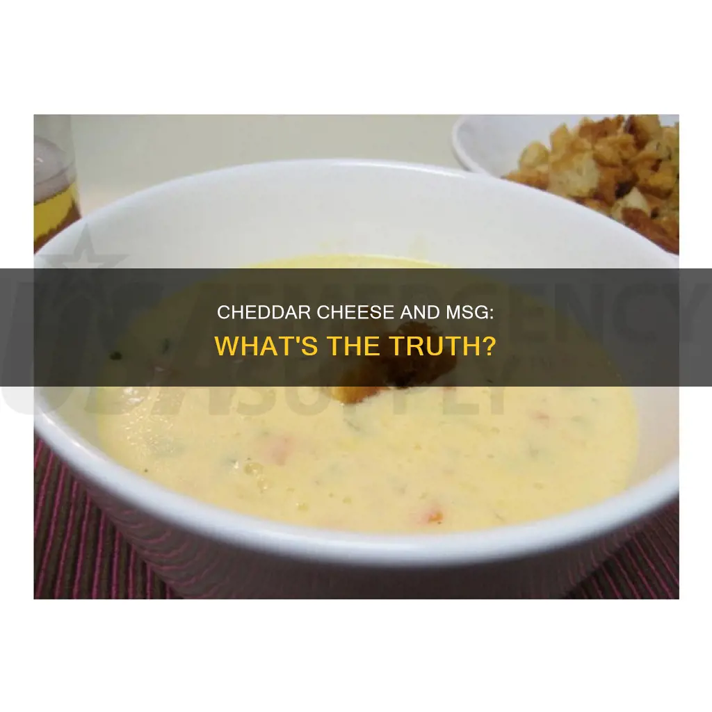 is there msg in cheese cheddar