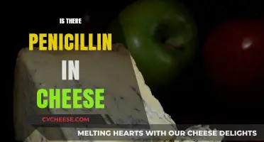 Does Cheese Contain Penicillin? Unraveling the Myth and Facts