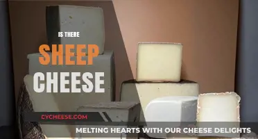 Exploring Sheep Cheese: A Surprising Dairy Delight You Need to Try