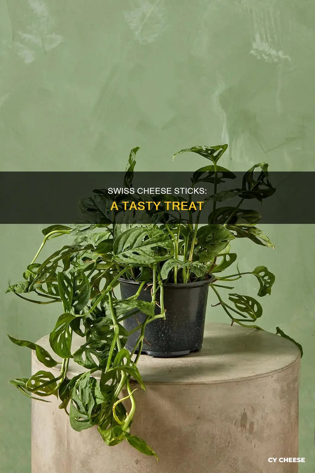 is there swiss cheese sticks