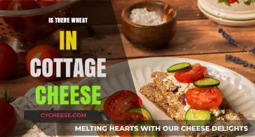 Does Cottage Cheese Contain Wheat? A Clear Answer for Dietary Concerns