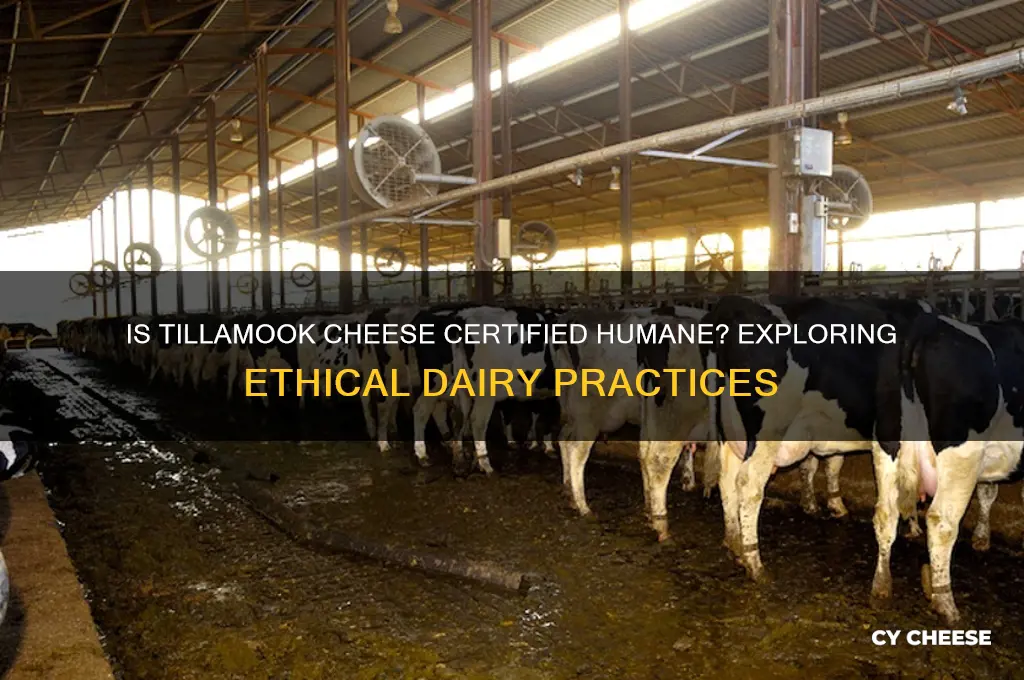 is tillamook cheese certified humane