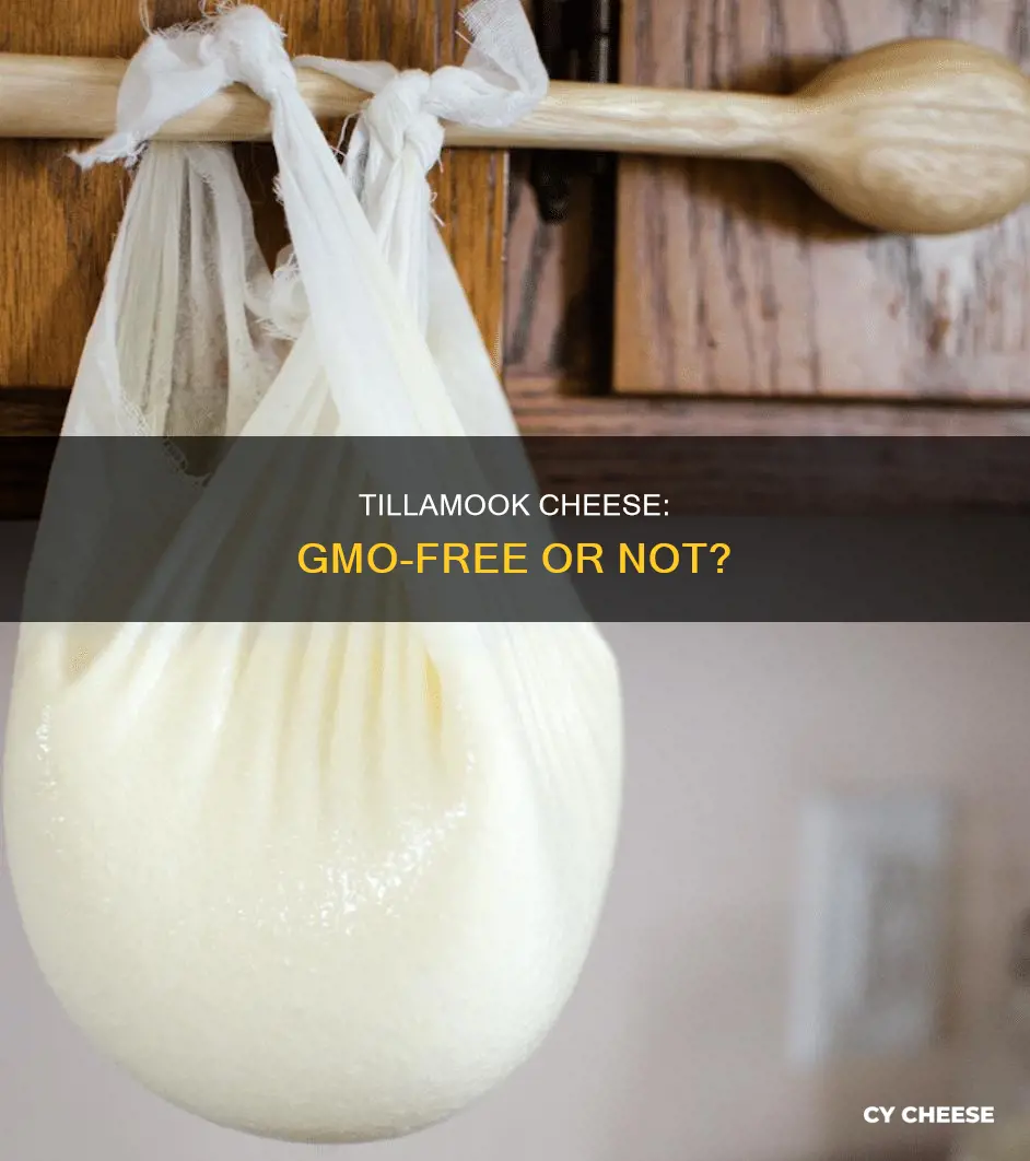 is tillamook cheese gmo free