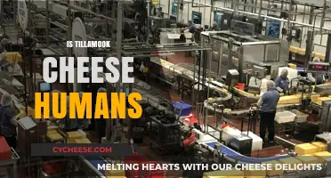 Is Tillamook Cheese Human-Made? Unraveling the Dairy Mystery