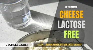 Cheese Connoisseurs: Is Tillamook Cheese Lactose-Free?