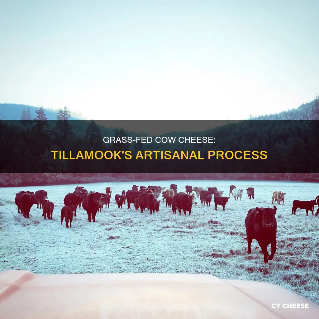is tillamook cheese made from grass fed cows