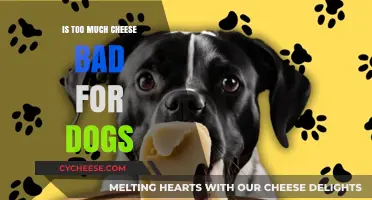 Can Dogs Overindulge in Cheese? Health Risks and Safe Serving Tips