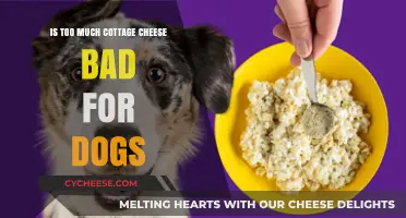 Cottage Cheese for Dogs: Safe Limits and Potential Risks