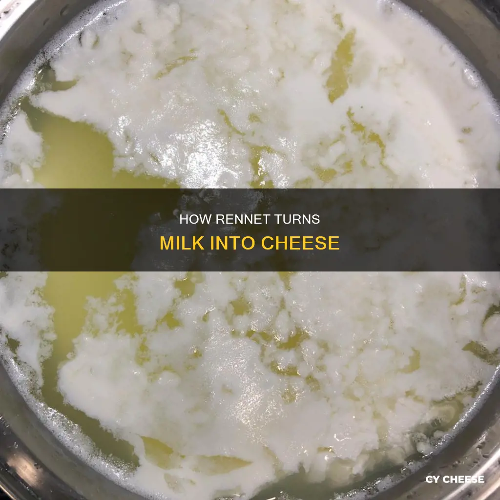 is used to curdle milk in preparation for cheese maufacture