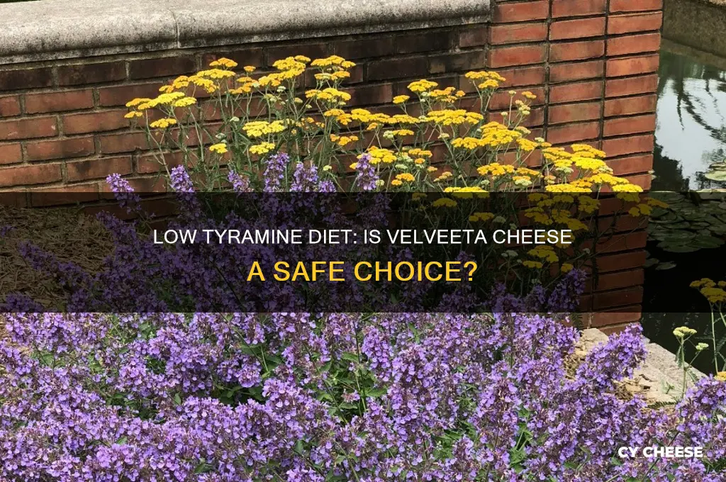 is velveeta cheese okay on a low tyramine diet