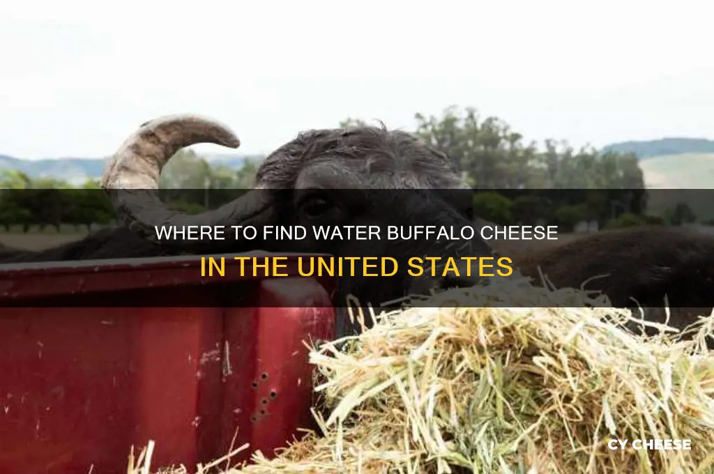 is water buffalo cheese available in the us