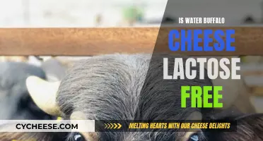 Water Buffalo Cheese: Lactose-Free Delicacy