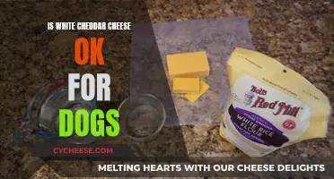 Can Dogs Safely Enjoy White Cheddar Cheese?