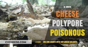 Is White Cheese Polypore Poisonous? Uncovering the Truth About This Fungus