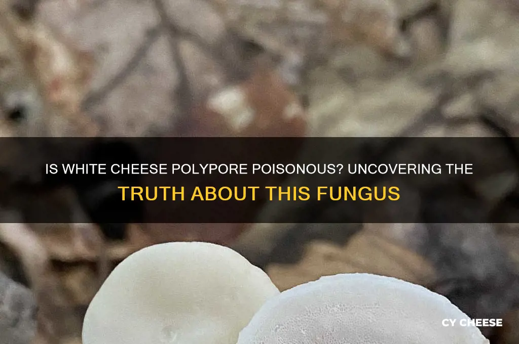 is white cheese polypore poisonous