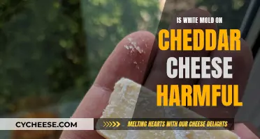 Is White Mold on Cheddar Cheese a Cause for Concern?