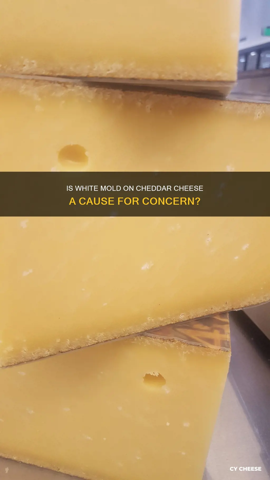 is white mold on cheddar cheese harmful