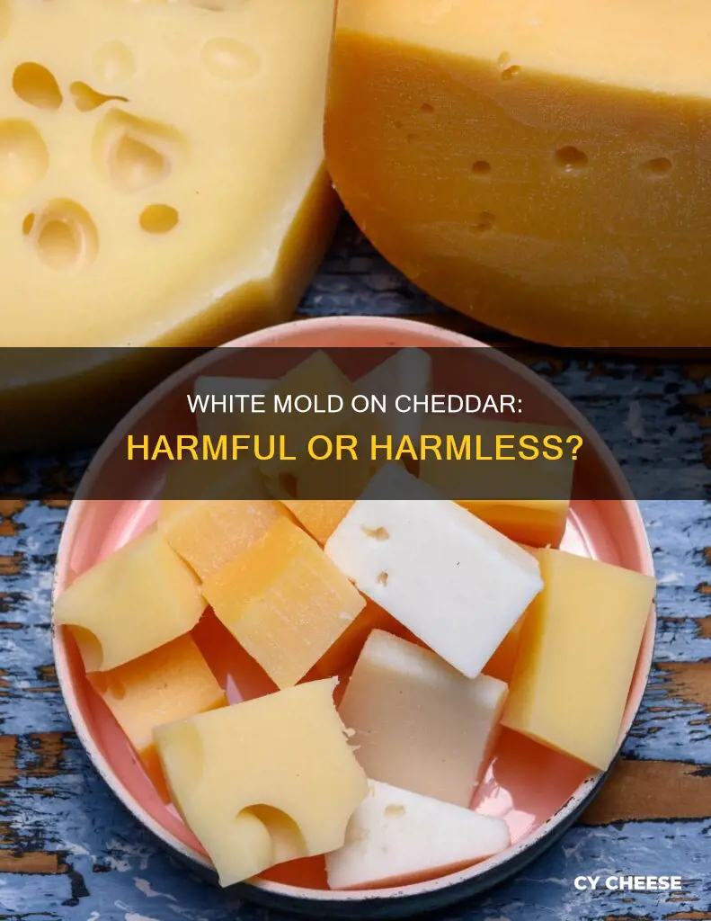 is white mold on cheddar cheese harmful