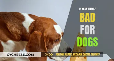 Yack Cheese: A Dog's Dietary Danger?