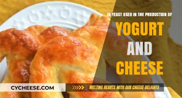Yeast's Role in Yogurt and Cheese Making