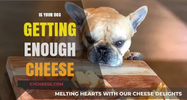 Cheese for Dogs: How Much is Enough?