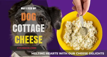 Can Dogs Eat Cottage Cheese? A Safe and Healthy Snack Guide