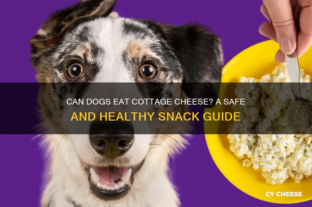 may i feed my dog cottage cheese