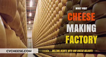 Discover the Art of Cheese: Must-Visit Cheese Making Factory Tour