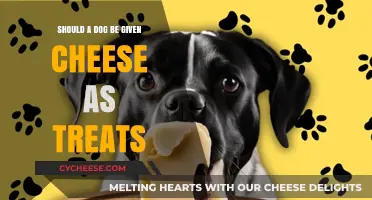 Can Dogs Eat Cheese? Healthy Treats or Hidden Danger?