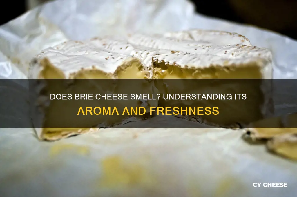 should brie cheese smell
