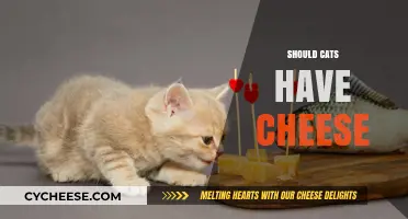 Can Cats Eat Cheese? Exploring Feline Dietary Do's and Don'ts
