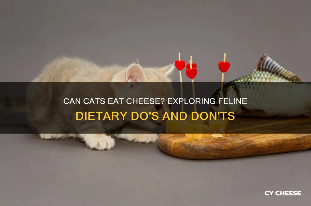 should cats have cheese